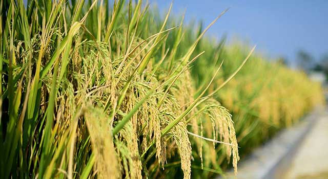 海水稻：“农业荒漠”上结出的丰硕成果